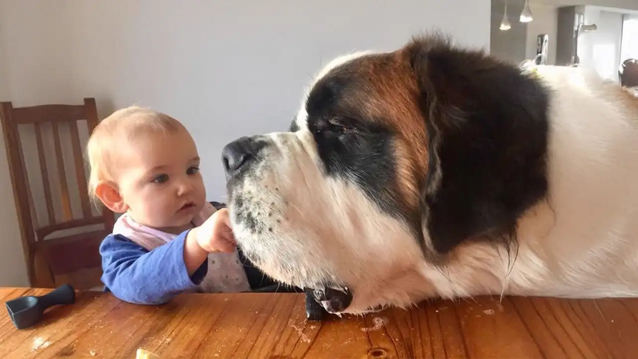 When Big Dogs Become the Sweetest Babysitters ❤️